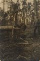 Zerst�rter Baum
