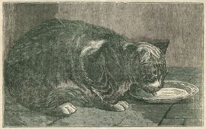 Katze