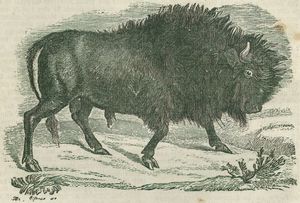 Bison