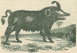 Schwein