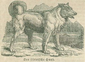 Hund