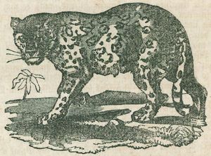 Jaguar