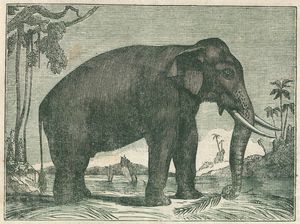 Elefant