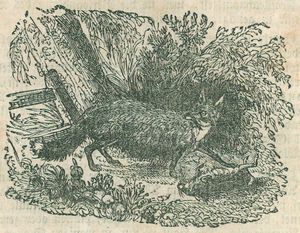 Fuchs