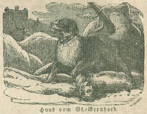 Hund