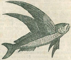 Fliegende Fische
