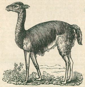 Lama