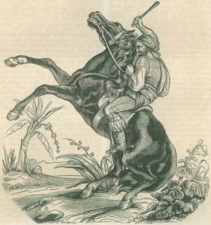 Pferd