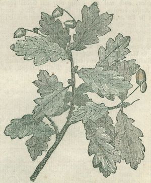 Eiche