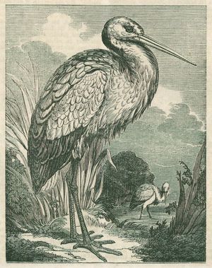 Storch
