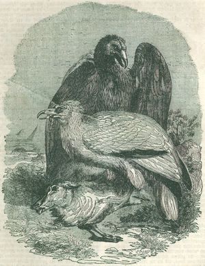 Geier