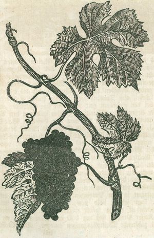 Wein