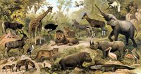 Afrikanische Tierwelt. 1. L�we und L�win. 2.Zebra. 3.Okapi 4.Aasgeier. 5.Guereza. 6.Magot. 7.Afrikanischer Elefant. 8.Schuhschnabel. 9.Gemeiner Flamingo. 10.Gemeiner Pelikan. 11.Afrikanisches Nashorn. 12.Nilkrokodil. 13.Nilpferd. 14.Leopard. 15.�gyptische Brillenschlange. 16.Gefleckte Hyane. 17.Schakal. 18.Goliathk�fer. 19.Sekret�r. 20.Kudu. 21 Termiten. 22.Gnu. 23.Giraffe. 24.Afrikanischer Strau�. 25.Napoleonsvogel. 26.Feuerweber. 28.Goldweber.