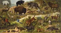 Amerikanische Tierwelt. 1. Bergziege. 2. Baribal. 3. Grislyb�r. 4. Rotkopfspecht. 5. Truthalm. 6. Wandertaube. 7. Baumwachtel. 8. Virginischer Hirsch. 9. Pr�riehund. 10. Bison. 11. Pr�riehuhn. 12. Heulwolf. 13. Nordamerikanisches Stinktier. 14. Waschb�r. 15. Biber. 16. Wapiti. 17. Gabelantilope. 18. Gemeine Klapperschlange. 19. Uistiti. 20. Kapuzineraffe. 21. Roter Br�llaffe. 22. Brillenkaiman. 23. Axolotl. 24. S�damerikanische Waldschildkr�te. 25. Buschmeister. 26. Suppenschildkr�te. 27. Hyazintharara. 28. Kolibris. 29. Tapir. 30. Jaguar. 31. Kuguar. 32. Ozelot. 33. Pampastrau�. 34. Lama. 35. K�nigsgeier. 36. Ameisenb�r. 37. Dreig�rteliges G�rteltier.