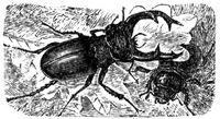 807. Hirschk�fer (M�nnchen und Weibchen).