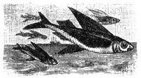 598. Schwalbenfisch.