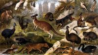 Australische Tierwelt. 1. Eulenschwalm. 2. Koala. 3. Inka-Kakadu. 4. Nasenkakadu. 5. Flederhund. 6. Fuchskusu. 7. Spitzbeutler. 8. Beuteldachs. 9. Riesenfischer. 10. Beuteleichhorn. 11. Helmkausar 12. Leierschwanz. 13. Riesenk�nguruh. 14. Dingo. 15. Bergk�nguruh. 16. Ameisenigel. 17. Schnabeltier. 18. B�renartiger Marderbeutler. 19. Beutelwolf. 20 Zibetbeutler. 21. Emu (Neuholl�ndischer Strau�). 22. Gemeiner Wombat. 23. Schwarzer Schwan.