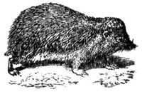 848. Igel.