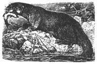 588. Europ�ischer Fischotter.