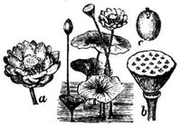 1239. Indische Lotosblume.