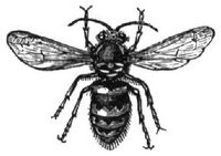 550. Gemeine Wespe (Weibchen).