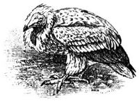 658. Aasgeier.