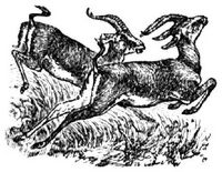 85. Gazelle.