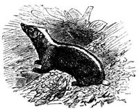 1813. Stinkdachs.
