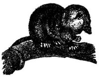 200. Opossum (nach Brehm).