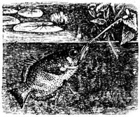 1673. Spritzfisch.