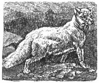 633. Polarfuchs.