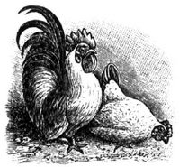 334. Japanische Bantams.