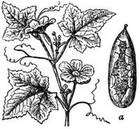 1088. Netzgurke (a Frucht).