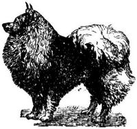 1782. Spitz.