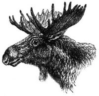 498. Kopf des m�nnlichen Elentiers.