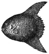 935. Klumpfisch.
