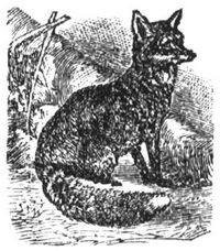 632. Gemeiner Fuchs.