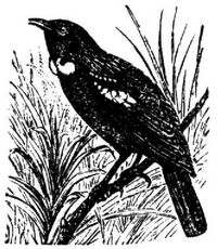 1342. Pastorenvogel.
