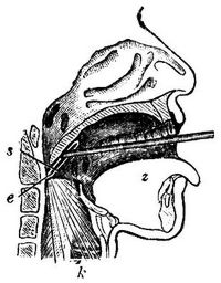 189. Leitersches Laryngoskop (e elektr. Gl�hlicht, s Spiegel, k Kehlkopf, z Zunge).