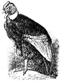 656. Kondor.