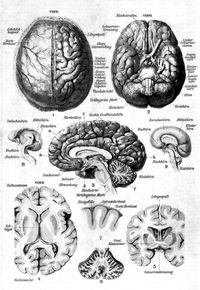 Nervensystem des Menschen. I. Gehirn. 1. Gehirn, im Sch�del liegend, von oben gesehen; bei der rechten H�lfte ist die Harte Hirnhaut entfernt. 2. Gehirn von unten gesehen (Gehirnbasis). 3. Senkrechter L�ngsschnitt durch das Gro�e und Kleine Gehirn in der Richtung der Mittellinie. 4. Wagerechter Schnitt in der Richtung a b der Fig. 3. 5. Frontaler senkrechter Schnitt in der Richtung c d der Fig. 3. 6. Schnitt durch das Kleine Gehirn in der Richtung e f der Fig. 3. 7. Gro�hirnwindungen im Querschnitt. 8. Gehirnh�lfte eines f�nfw�chigen, 9. eines sechsmonatigen Embryos.