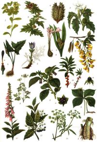 Giftpflanzen. 1. Sonnenwendige Wolfsmilch. 2. Bilsenkraut. 3. Stechapfel; a aufgesprungene reife Frucht. 4. Gefleckter Aronsstab; a Bl�tenkolben (Scheidenblatt entfernt). 5. K�chenschelle. 6. Herbstzeitlose; a bl�hend, b fruchttragend. 7. Goldregen. 8. Hundspetersilie. 9. Tollkirsche; a Frucht. 10. Kellerhals; a bl�hend, b fruchttragend. 11. Einbeere; a Frucht. 12. Roter Fingerhut. 13. Schwarzer Nachtschatten. 14. Wasserschierling; a Wurzelstock, durchschnitten.