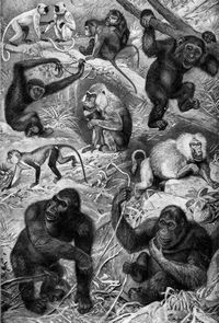 Affen. I. 1-3. Menschen�hnliche Affen: 1. Gorilla (1,65-2 m; Westafrika). 2. Orang-Utan (1,35 m; Sumatra Borneo). 3. Schimpanse (1,50 m; Guinea). 4. Brauner Gibbon (0,90 m; Java). 5. Mandrill (1 m Guinea). 6. Nonnenaffe (0,40 m; Senegal). 7. Grauer Pavian (0,75 m; Abessinien). 8. Hulman (0,65 m; Ostindien). 9. Gemeiner Makak (0,55 m; ostindische Inseln).