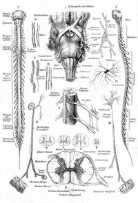 Nervensystem des Menschen. II. R�ckenmark. Ganglienzellen. Nervenelemente. 1. �bergang des R�ckenmarks ins Gehirn, von unten gesehen. 2. R�ckenmark von vorn, 3. von links. 4. Austritt von R�ckenmarksnerven aus dem Mark. 5. Verlauf der Nervenfasern im R�ckenmark (Querschnitt). 6. Querschnitt durch das R�ckenmark im Hals-, 7. im R�cken-, 8. im Lenden-, 9. im Endteil. 10. Markhaltige Nervenfasern. 11. Ebensolche, mit sichtbar gemachtem Achsenzylinder. 12. Marklose Nervenfasern. 13. Motorische Ganglienzelle aus dem R�ckenmark. 14. Sensible Ganglienzelle. 15. Schema der sensiblen Nervenfaser. 16. Schema der motorischen Nervenfaser.