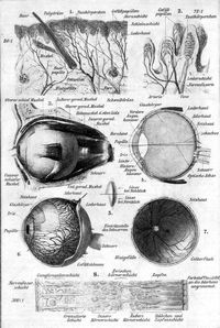 Sinnenorgane des Menschen I.