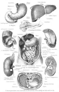 Eingeweide. II. Baucheingeweinde. Baucheingeweinde. 1. Lage der Baucheingeweide. 2. Magen. 3. Leber. 4. Bauchspeicheldr�se. 5. Blinddarm (er�ffnet). 6. Milz von vorn. 7. Rechte Niere und Nebenniere. 8. Niere (L�ngsschnitt). 9. Bauchquerschnitt dicht unterhalb des Brustbeins, etwas schr�g von links nach rechts.