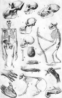 Affen. II. 1. Skelett des Gorilla, 2. eines jungen Orang-Utan. Sch�del eines alten, 4. eines jungen Gorilla, 5. des Pavians, 6. des Orang-Utan, 7. eines jungen Schimpanse. 8. Skelett der Meerkatze. 9. Hand, 10. Fu� des Gorilla. 11. Hand, 12. Fu� des Orang-Utan. 13. Hand, 14. Fu� des Seiden�ffchens. 15. Sch�del von Pithecanthropus erectus (von oben), 16. Oberschenkelknochen desselben.