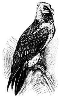 172. L�mmergeier.