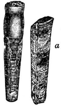 1297. Orthoceras Neptuneum.