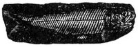 1308. Palaeoniscus Freieslebeni Ag.